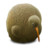 猕猴桃鸟 Kiwi Bird